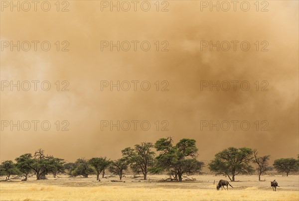 Blue Wildebeest