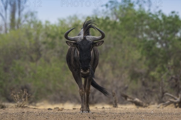 Blue wildebeest