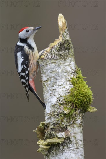 Middle spotted woodpecker