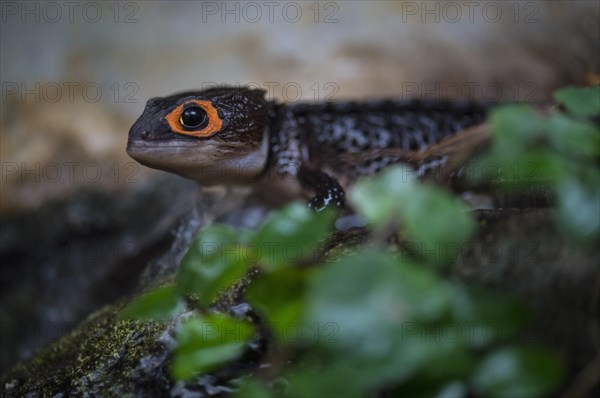 Helmet skink