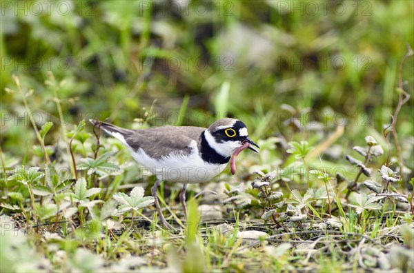 Little ringed plover