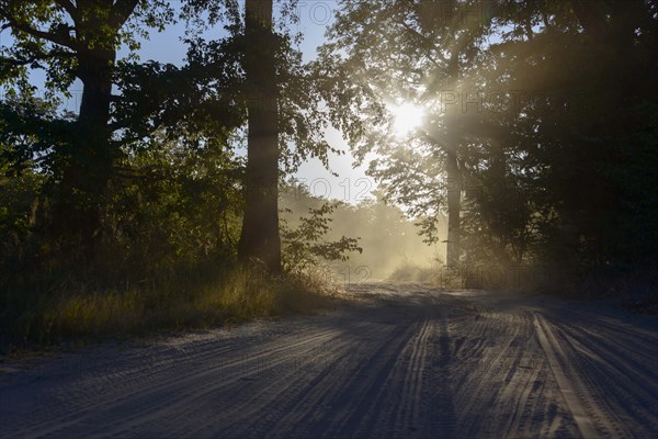 Sun shining through trees on a sandy road