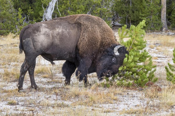 American Bison