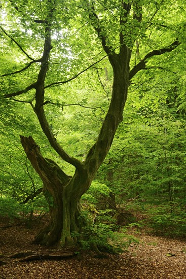 Old gnarly European hornbeam
