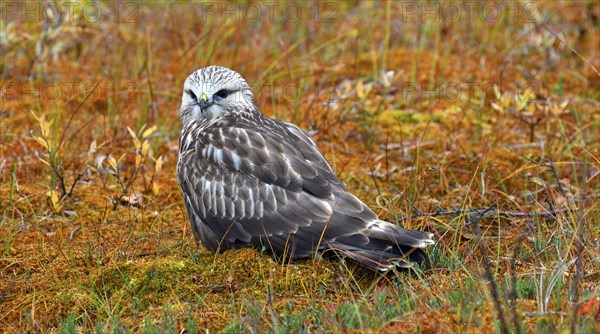 Rough-legged buzzard or hawk