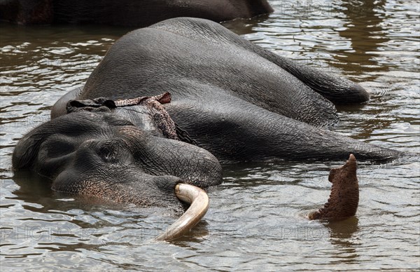 Asian elephant