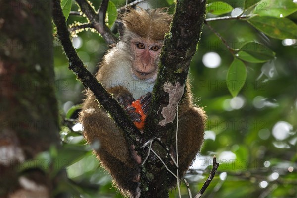 Toque macaque