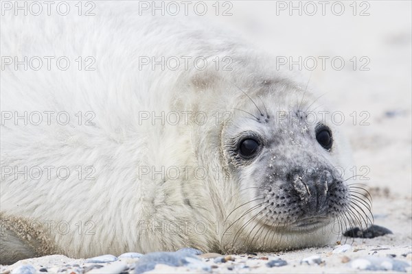Gray seal