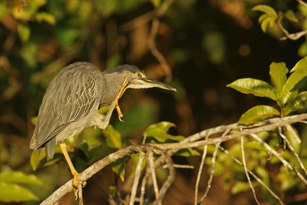 Striated Heron