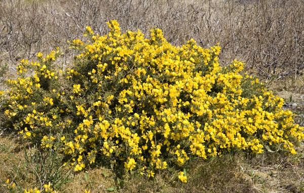 Common gorse