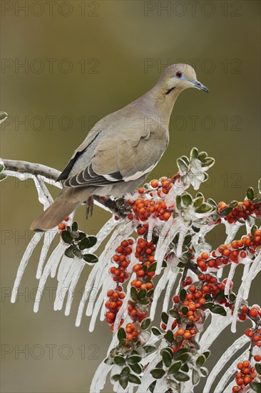 White-winged Dove