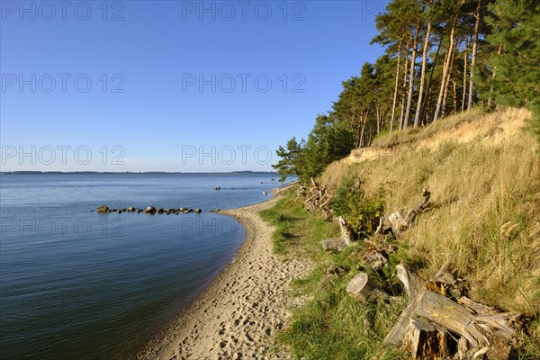 Shore with pine trees