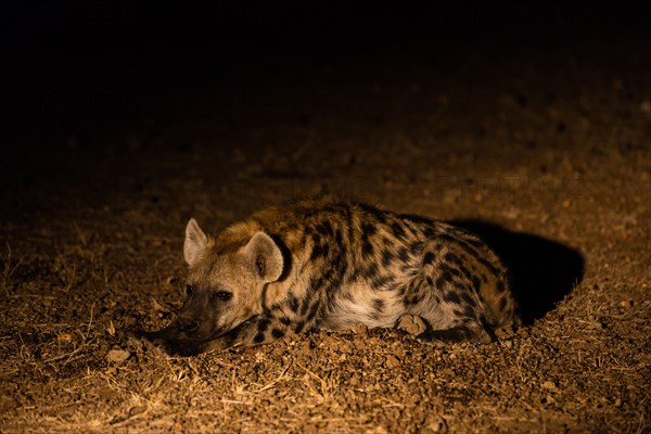 Spotted Hyena