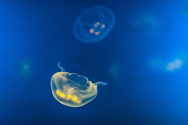 Jellyfish