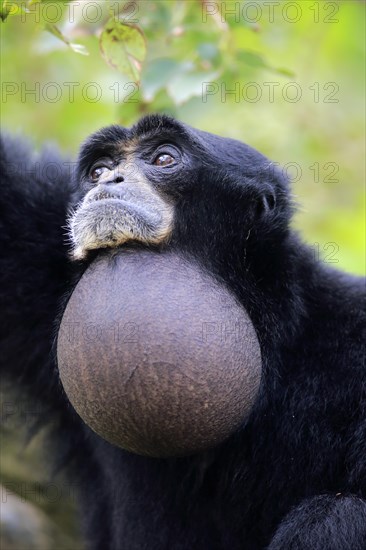 Siamang