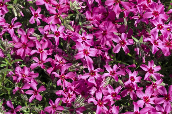 Creeping Phlox