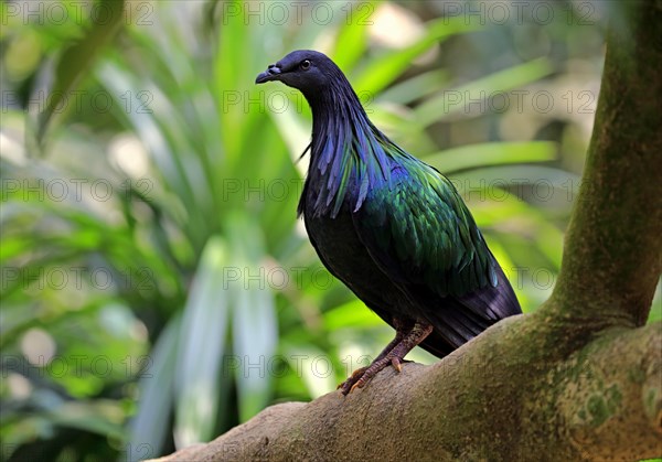 Nicobar Pigeon