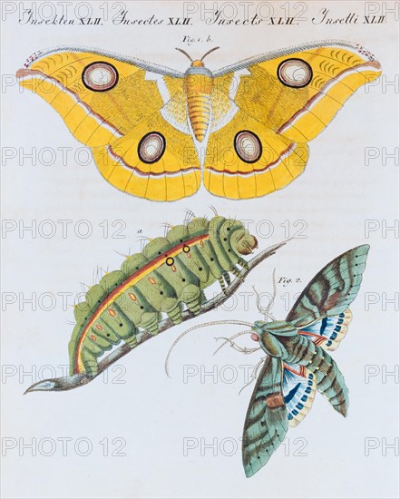 Yellow moth