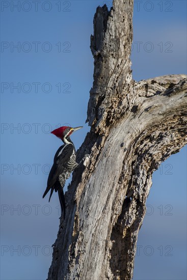 Lineated woodpecker