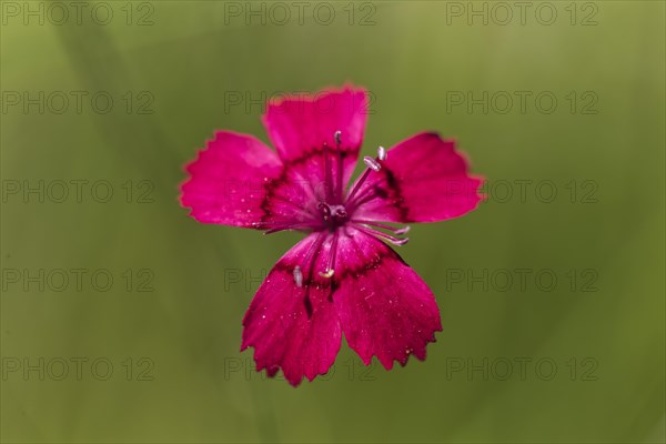 Maiden pinks