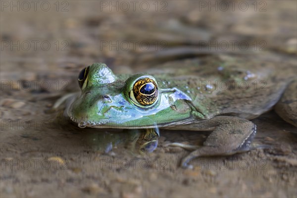 American bullfrog