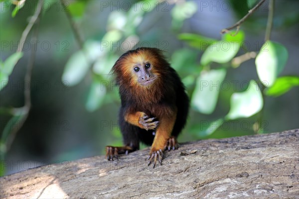 Golden-headed lion tamarin