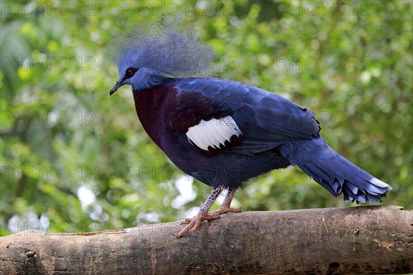 Southern Crowned Pigeon