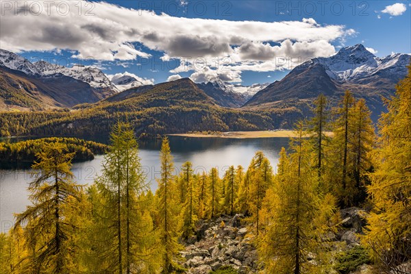 Autumnal discoloured Larches