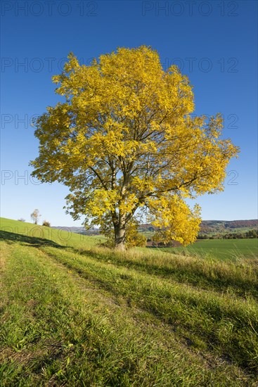 European ash