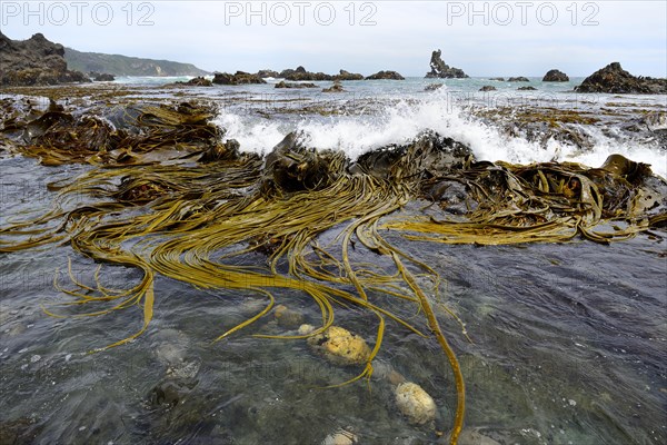 Alluvial Giant Kelp