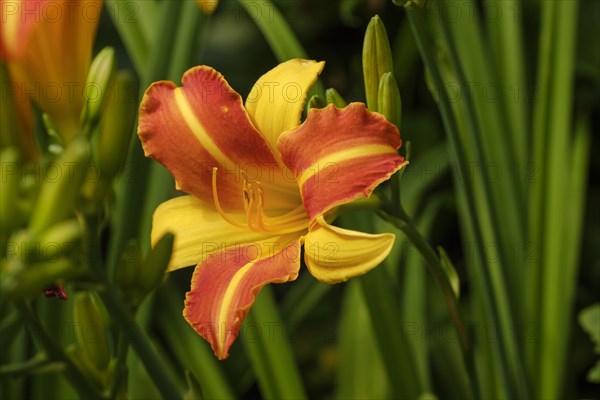 Orange day-lily