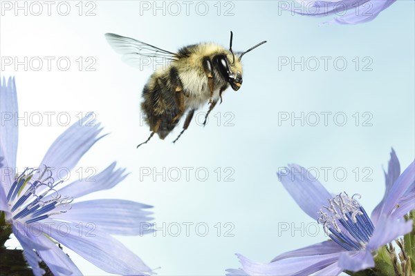 Shrill carder bee