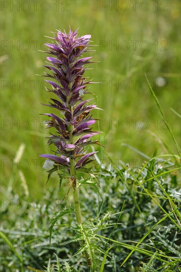 Acanthus spinosus