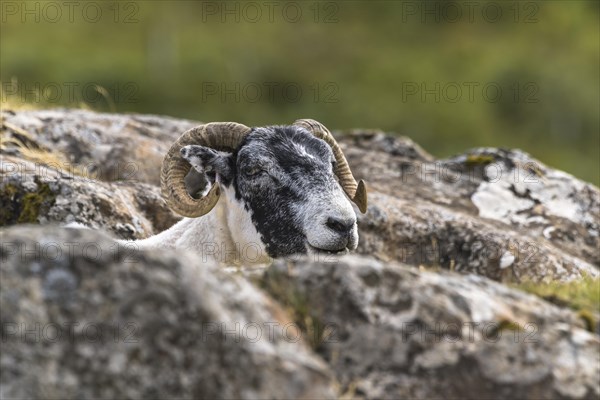 Domestic sheep