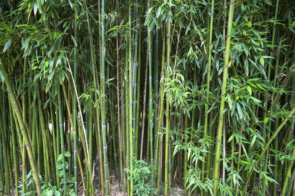 Bamboo Forest