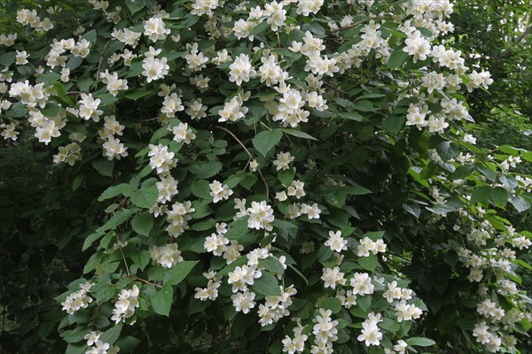 English dogwood or sweet mock-orange