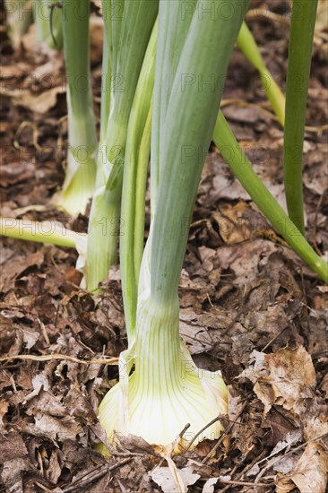 Onion plants