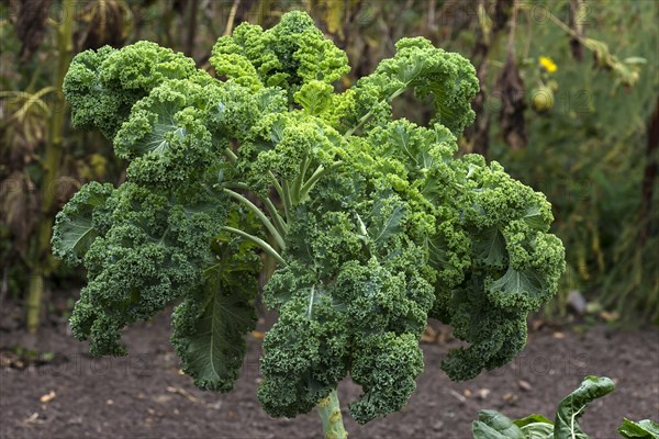 High-grade green cabbage