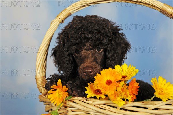 Miniature poodle