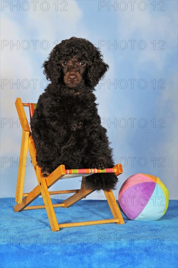 Miniature poodle