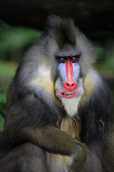 Mandrill