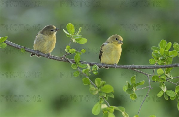 Lesser Goldfinch