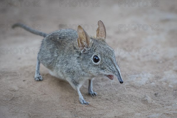 Eastern Rock Elephant Shrew