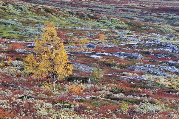 Fell landscape