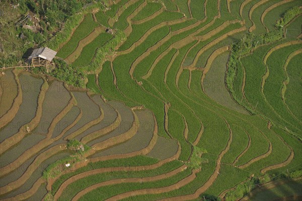 Green rice terraces