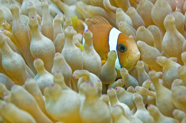 Clark's Anemonefish