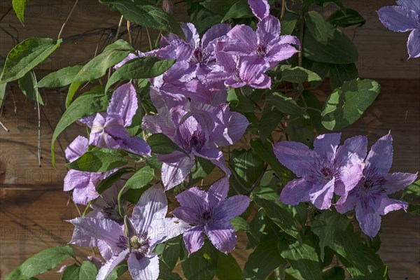 Pink blossoms of clematis