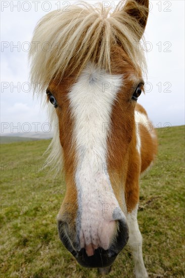 Dartmoor Pony