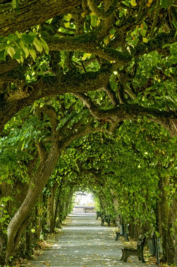 Lime tree arcade