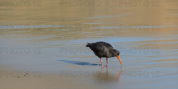 Variable oystercatcher